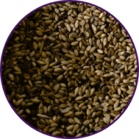 Imagem dos grãos do produto Brachiaria Brizantha cv. Xaraés MG-5